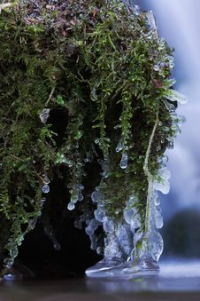 Frozen Moss Royalty Free Stock Photography Frozen Moss Royalty Free Stock Photography