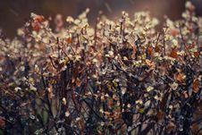 Frozen Spring Bush Stock Photos Frozen Spring Bush Stock Photos