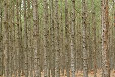 Pine Tree Forest Royalty Free Stock Photo