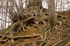Roots Of A Tree Stock Photo Roots Of A Tree Stock Photo