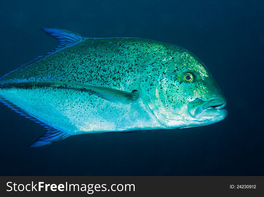 Close-up of a Bluefin Trevally on the island of Bali, Indonesia