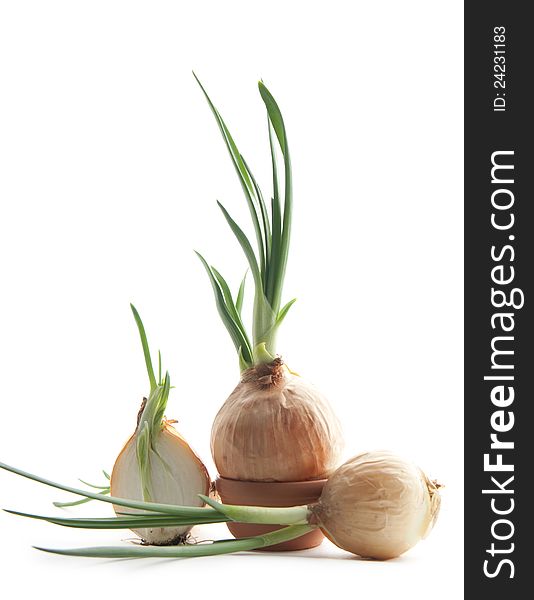 Green onion on white background