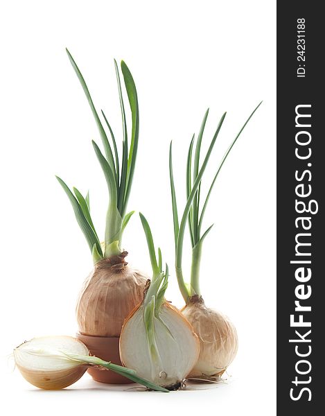 Green onion on white background