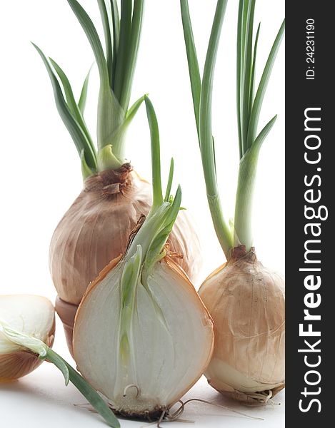 Green onion on white background