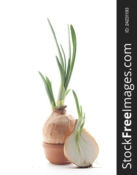 Green onion on white background