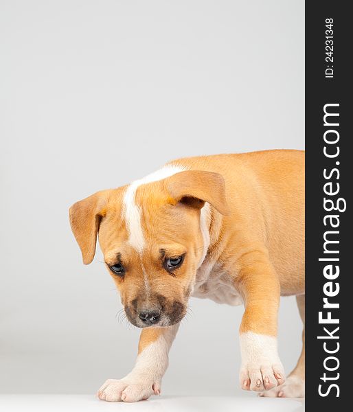 Cute Stafford terrier puppy walking isolated on gray background.