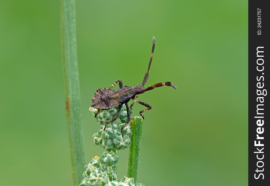 Dock bugs nymph on a bent. Dock bugs nymph on a bent.