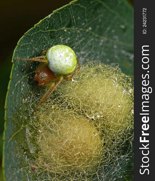 A spider, protecting its eggs.