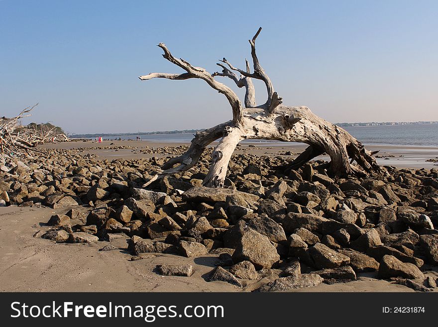 A large driftwood tree on the beach.