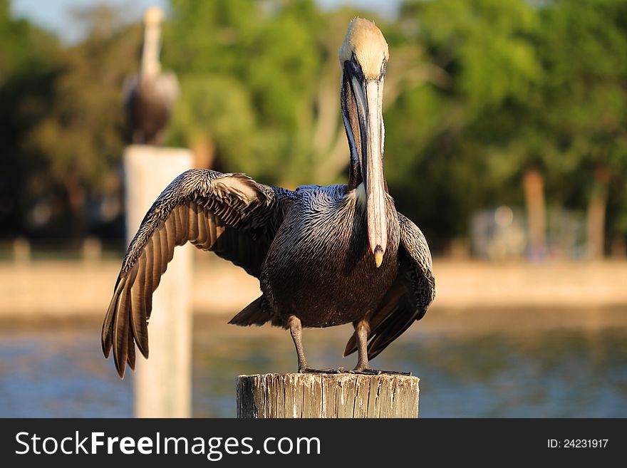 A pelican on a post drying his wing. A pelican on a post drying his wing.