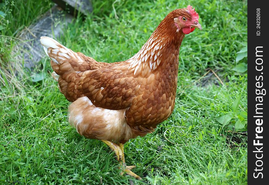 Detail of a chicken in the garden
