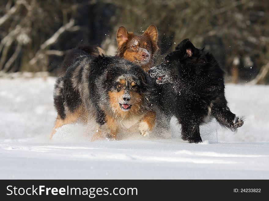 Three Australian Shepherd have fun in the snow. Three Australian Shepherd have fun in the snow