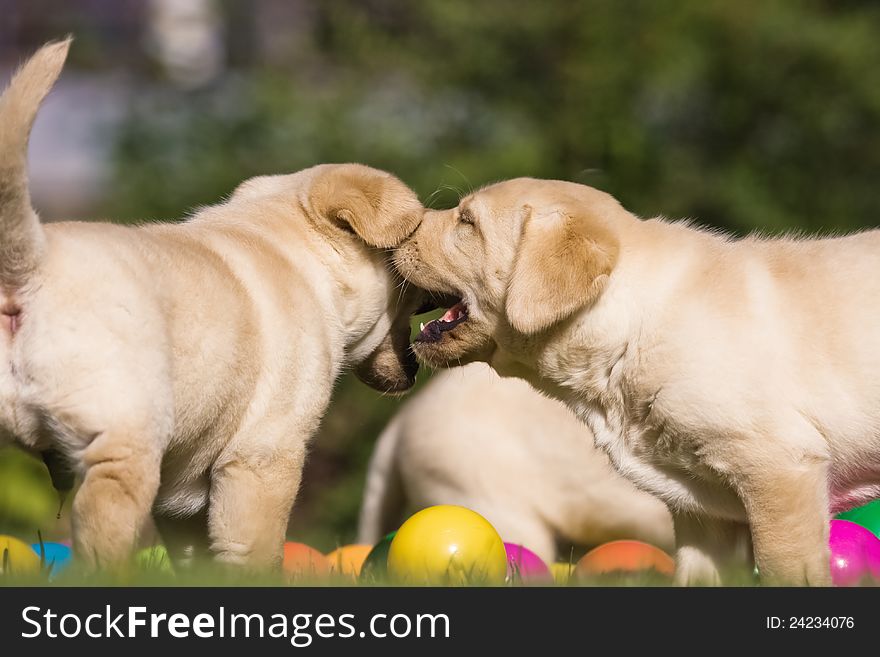 Cute Labrador Retriever puppies with colored balls in the garden. One puppy whispers something to another one. Cute Labrador Retriever puppies with colored balls in the garden. One puppy whispers something to another one