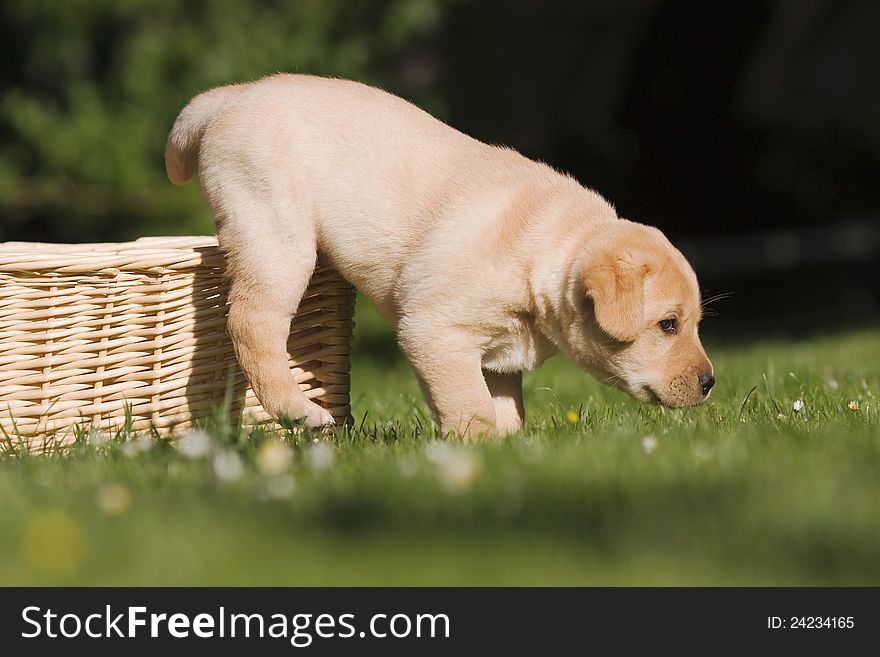 Cute Labrador Retriever puppy jumps out of a basket. Cute Labrador Retriever puppy jumps out of a basket