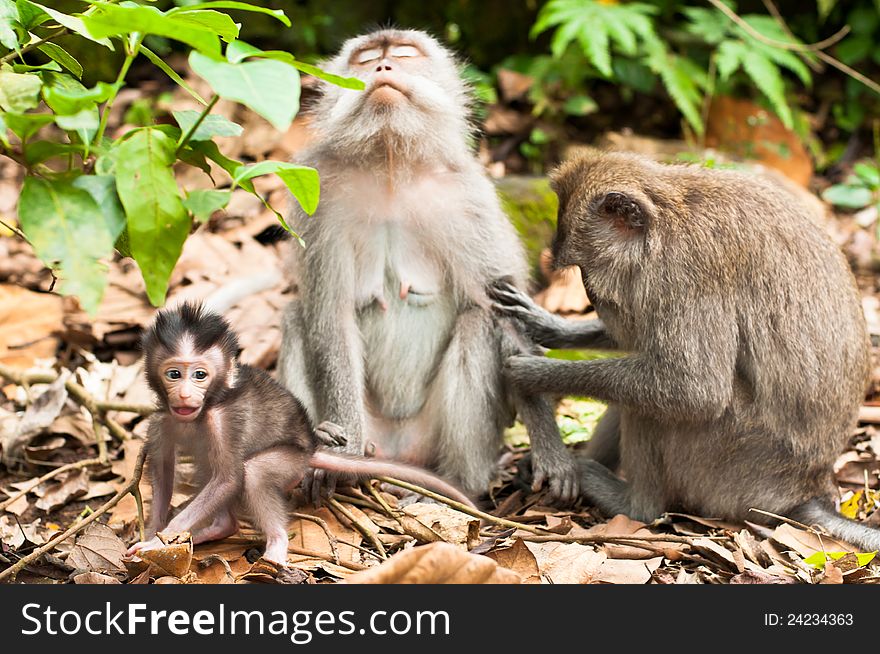 Long-tailed macaques (Macaca fascicularis) in Sacred Monkey Forest, Ubud, Indonesia