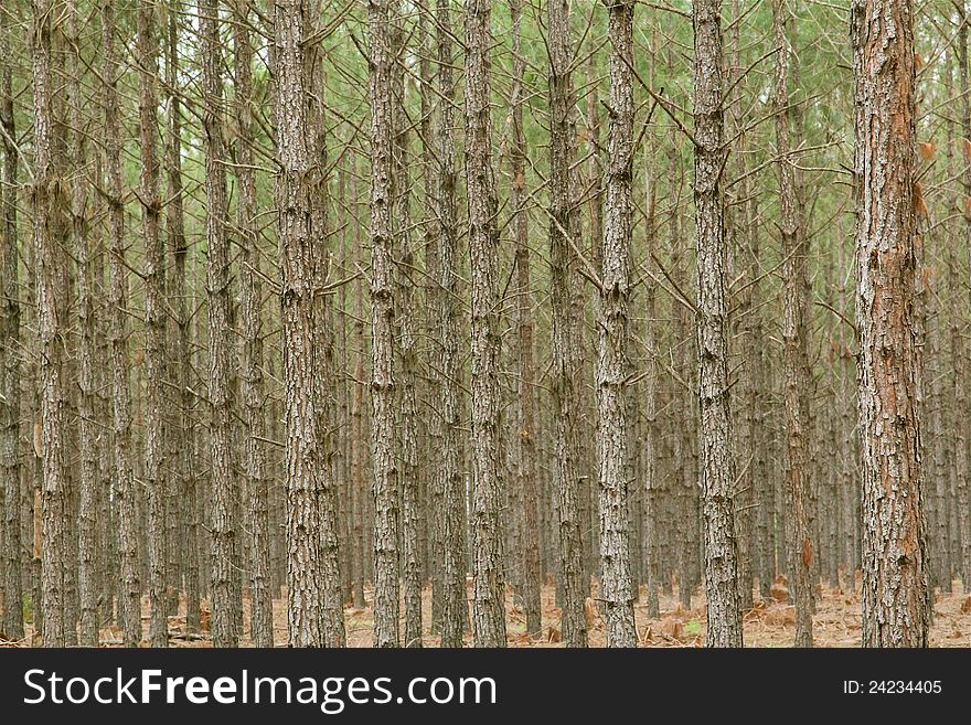 Young pine trees. Great for wallpaper. Young pine trees. Great for wallpaper.