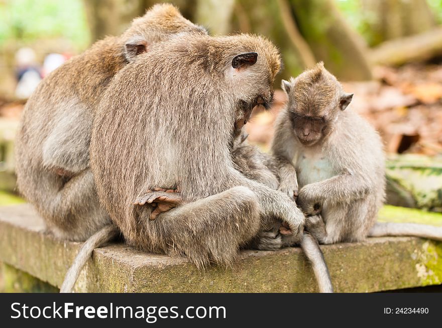 Long-tailed macaques (Macaca fascicularis) in Sacred Monkey Forest, Ubud, Indonesia. Long-tailed macaques (Macaca fascicularis) in Sacred Monkey Forest, Ubud, Indonesia