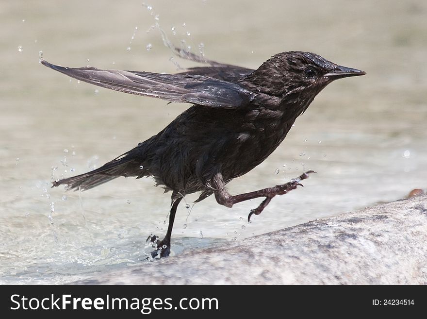 Bird runs out of the water beating with the wings. Bird runs out of the water beating with the wings