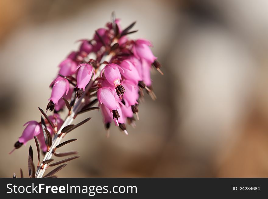 Close-up of heather, taken with a macro lens.