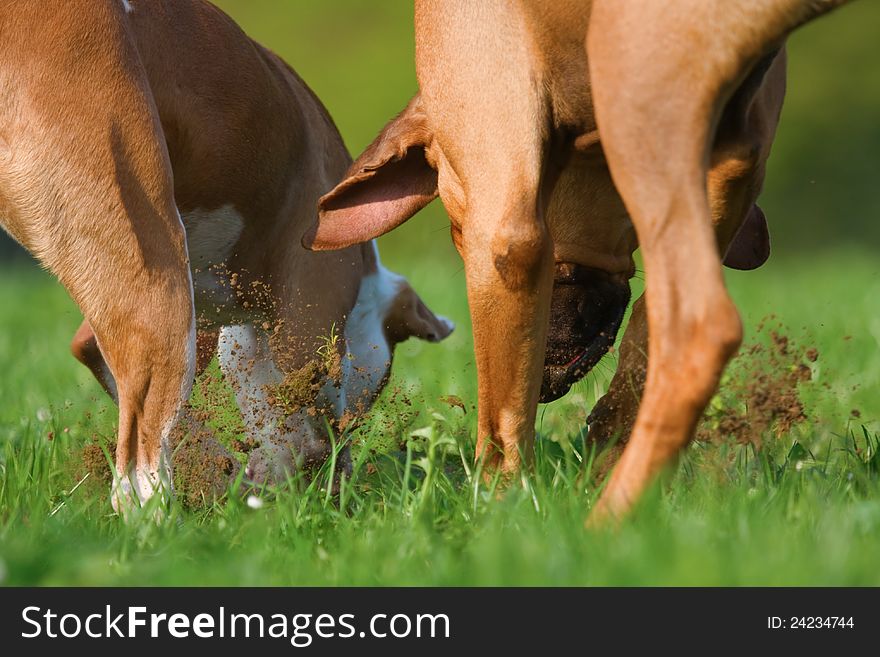 Two dogs digging in a meadow for something