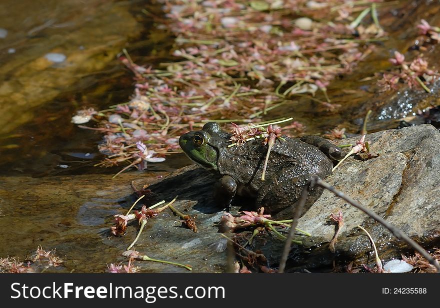 Bullfrog sunning at edge of pond with cherry blossoms.