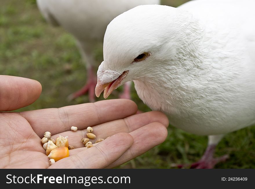 Feeding pigeons on grass in hand.