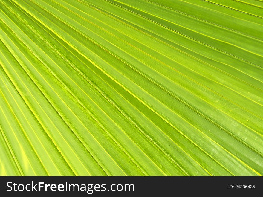 Textured green leaf suitable for background