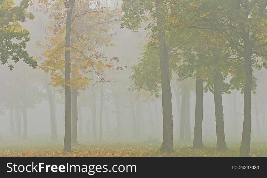 Mist and yellow tree foliage in autumn in the forest