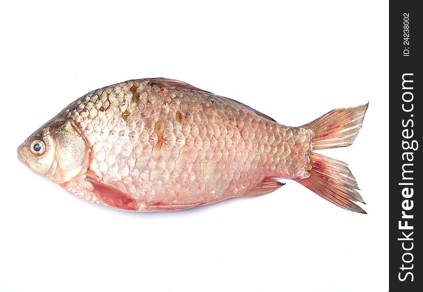 Fish crucian animal carp water