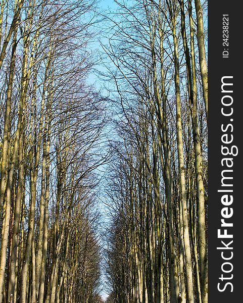 Alley. Bright evening sky shine through branches of trees