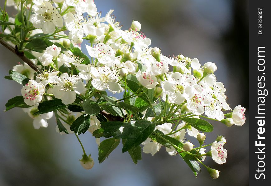 Flowers of hawthorn in spring