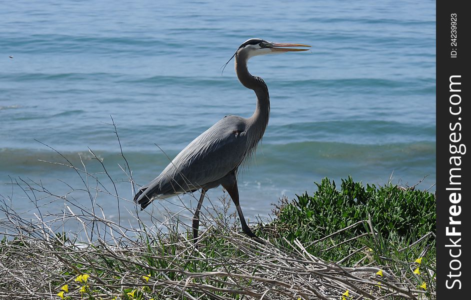 Great blue heron strutting along the grass with  the ocean behind it