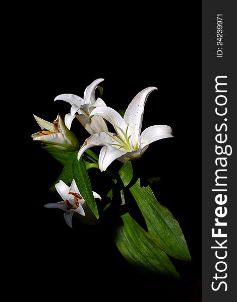 Beautiful white lilies on a dark background