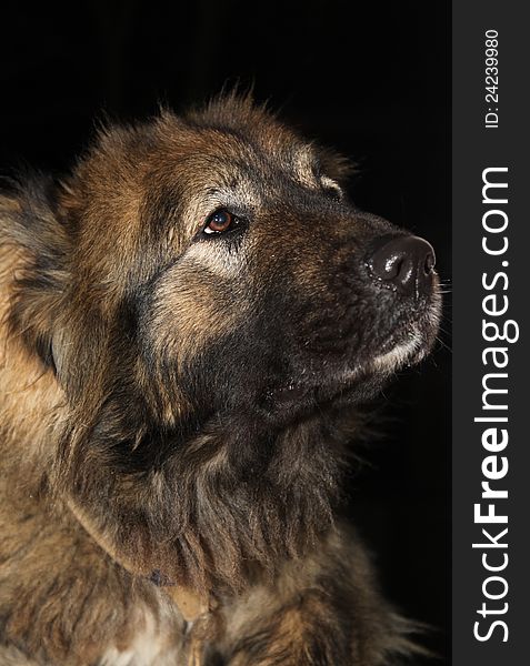 A true friend, Caucasian Shepherd Dog breed
