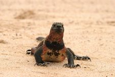 Marine Iguana On Beach Stock Photography