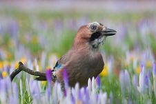 Eurasian Jay In An Environment Of Crocuses Royalty Free Stock Photography Eurasian Jay In An Environment Of Crocuses Royalty Free Stock Photography