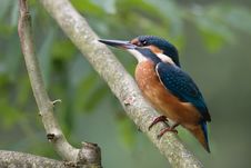 Common Kingfisher Stock Photos Common Kingfisher Stock Photos
