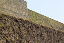 Covered By Ivy Royalty Free Stock Photo Covered By Ivy Royalty Free Stock Photo