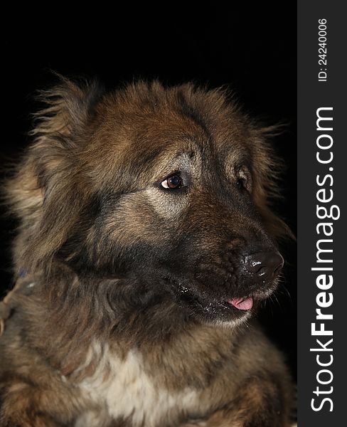 A true friend, Caucasian Shepherd Dog breed