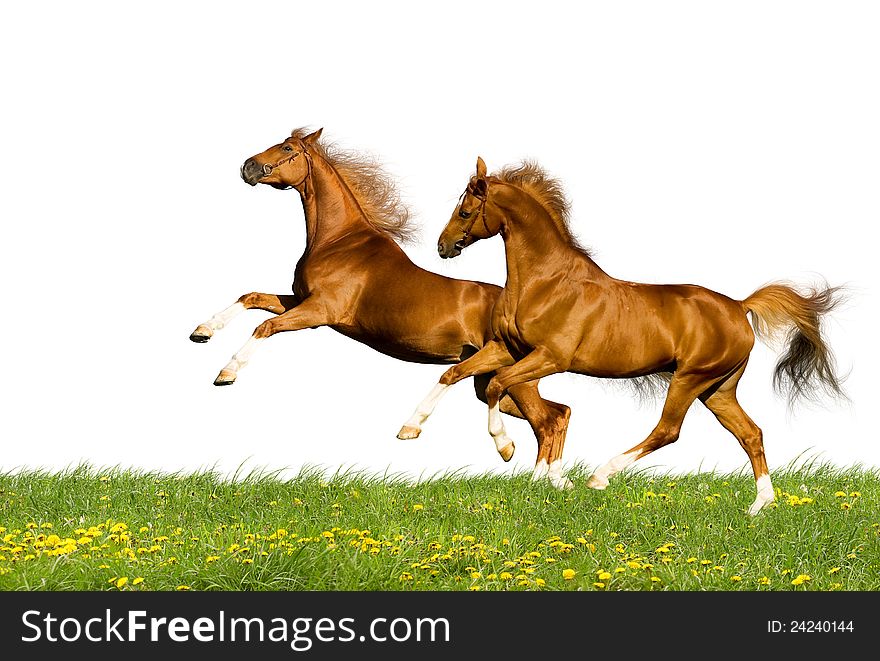Two chestnut horses runs on grass isolated on white background. Two chestnut horses runs on grass isolated on white background.