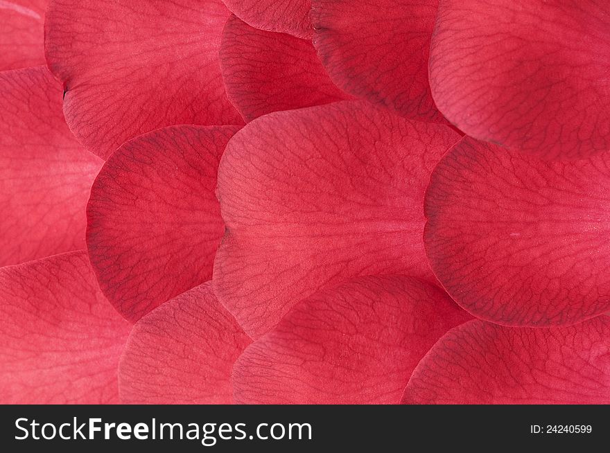 Close up of red petals background
