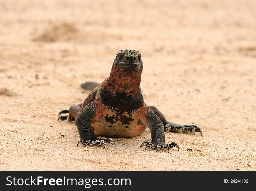 Marine Iguana On Beach