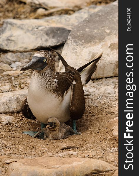 Blue Footed Booby and chick on Galapagos islands