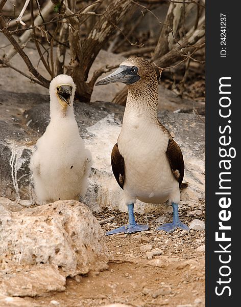 Blue Footed Booby and chick on Galapagos islands