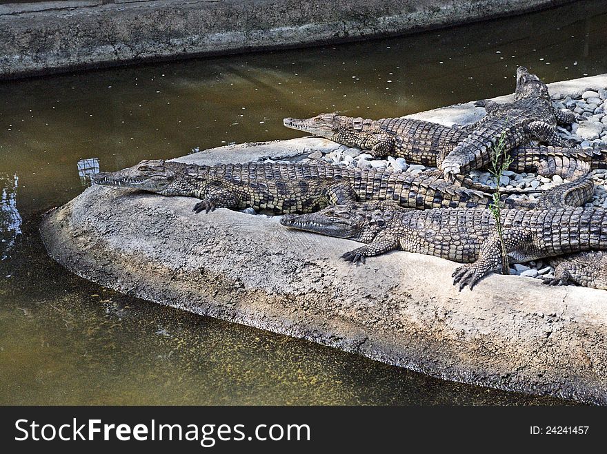 Few young crocodiles waiting for victim