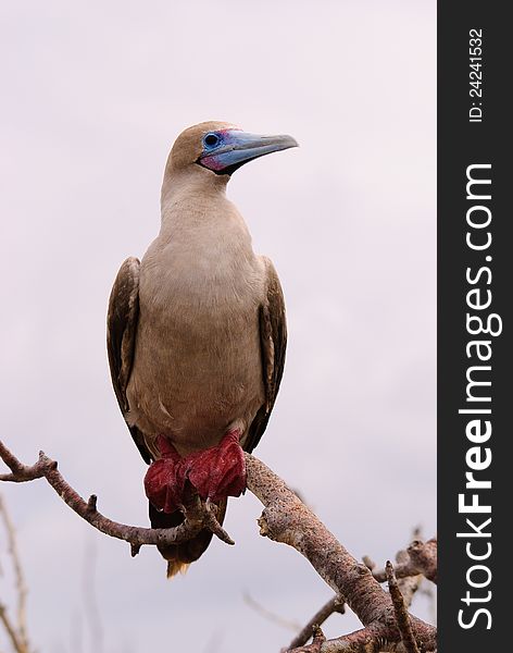 Red footed booby perching on branch on Galapagos Islands. Red footed booby perching on branch on Galapagos Islands