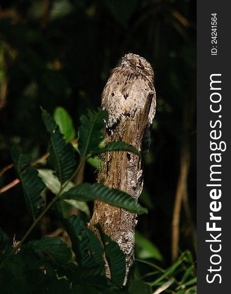 Nocturnal potoo perched in its tree stump during the day. Ecuador. Nocturnal potoo perched in its tree stump during the day. Ecuador.