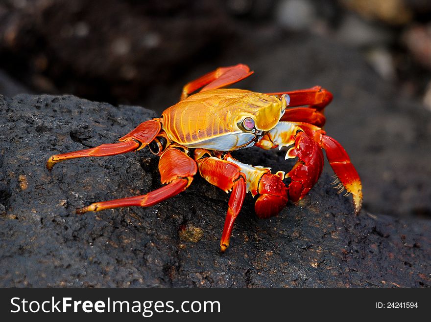 Sally Lightfoot Crab On Lava On Galapagos