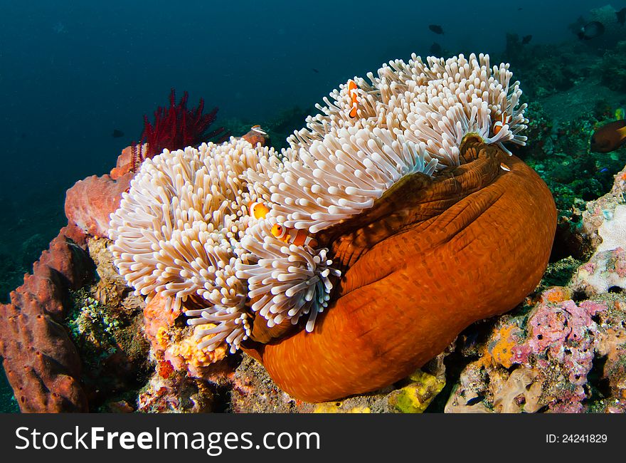 Anemonefish or Clownfish hiding in a large anemone on a coral reef, Bali, Indonesia