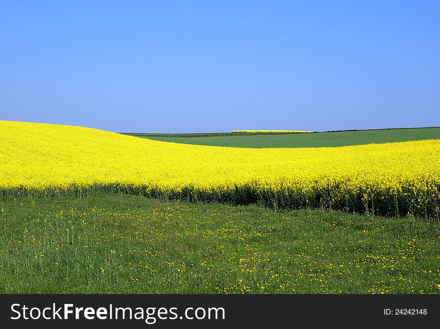 Yellow fild and green meadow and blue sky. Yellow fild and green meadow and blue sky